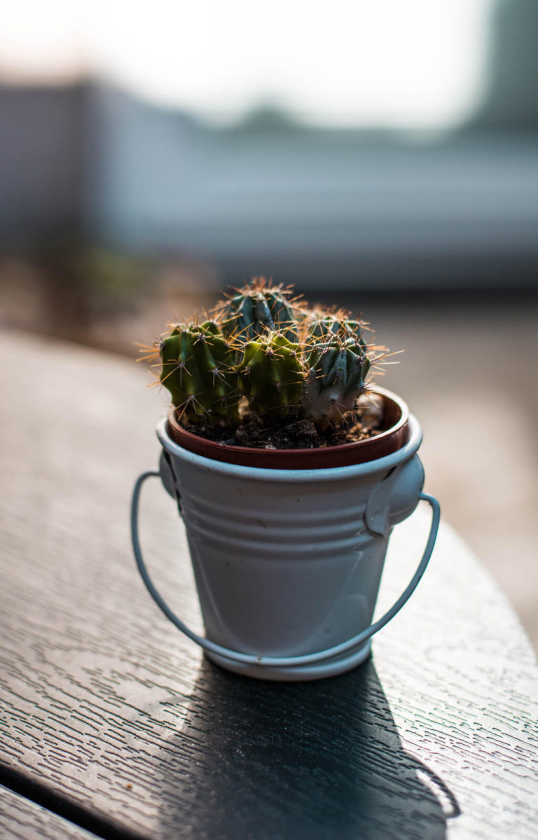 Cactus